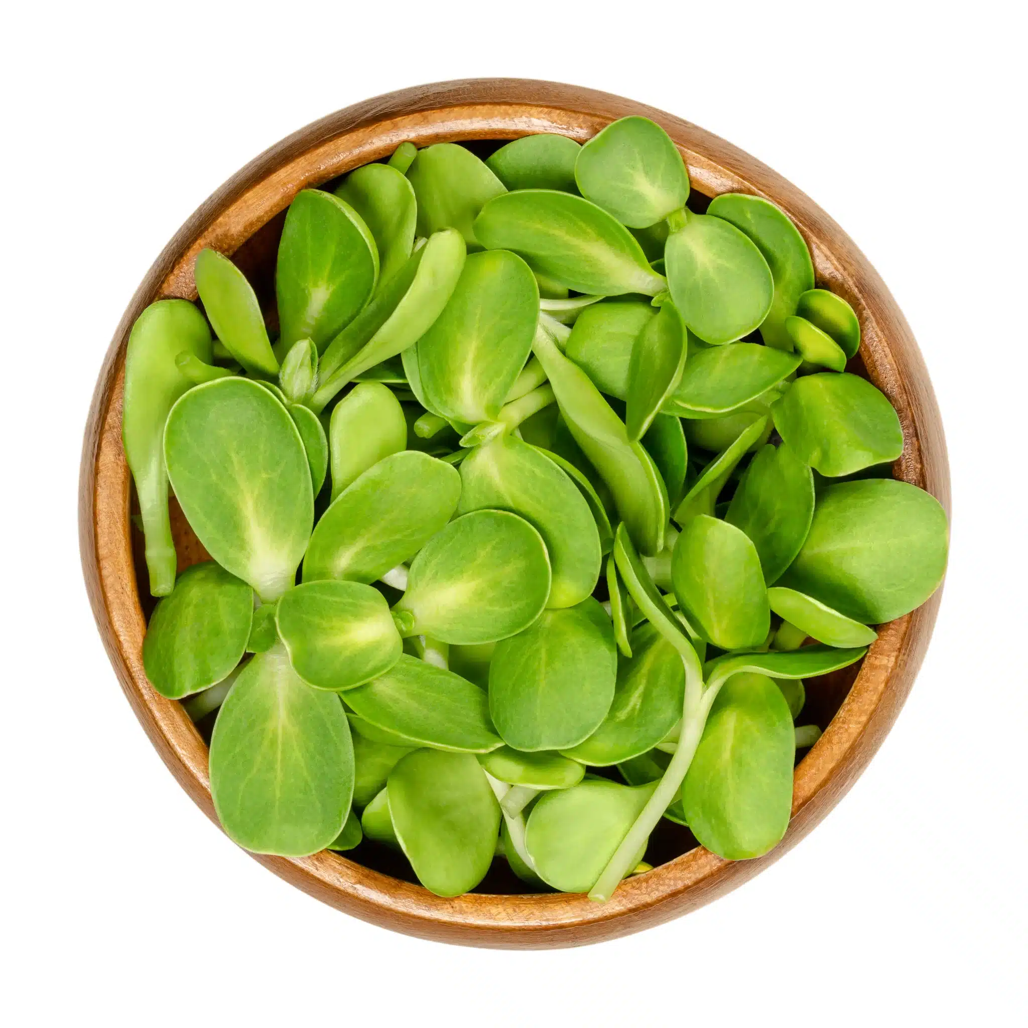 SunflowerMicrogreens_1024x1024@2x