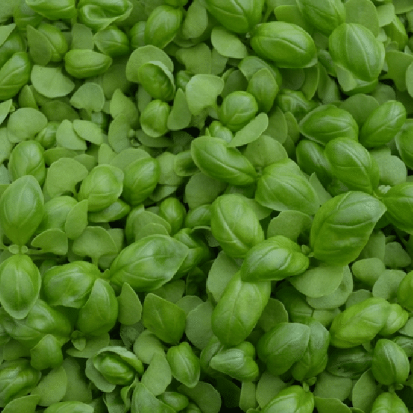 basil-genovese