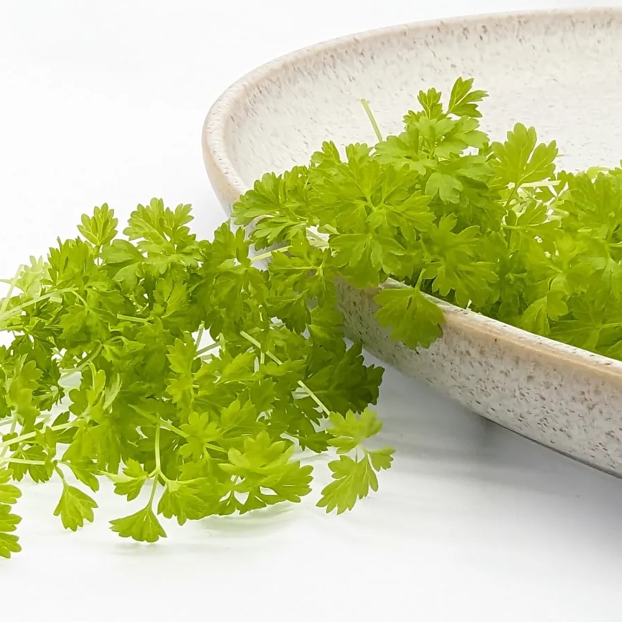 chervil (1)