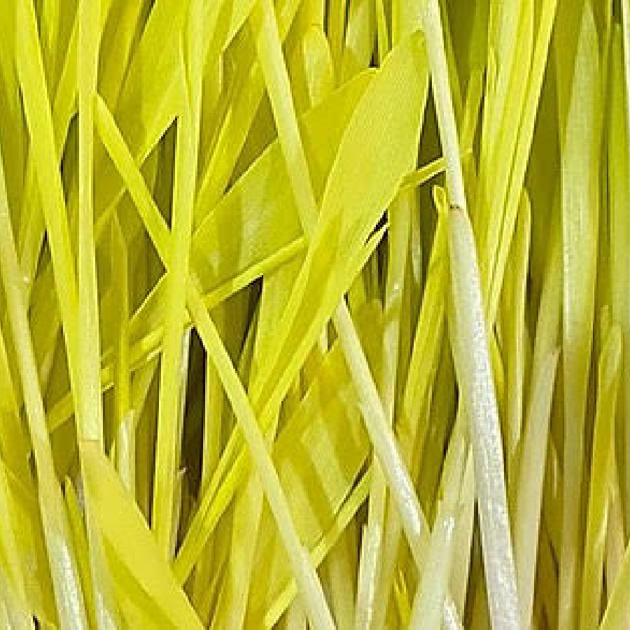 corn-shoots-rs