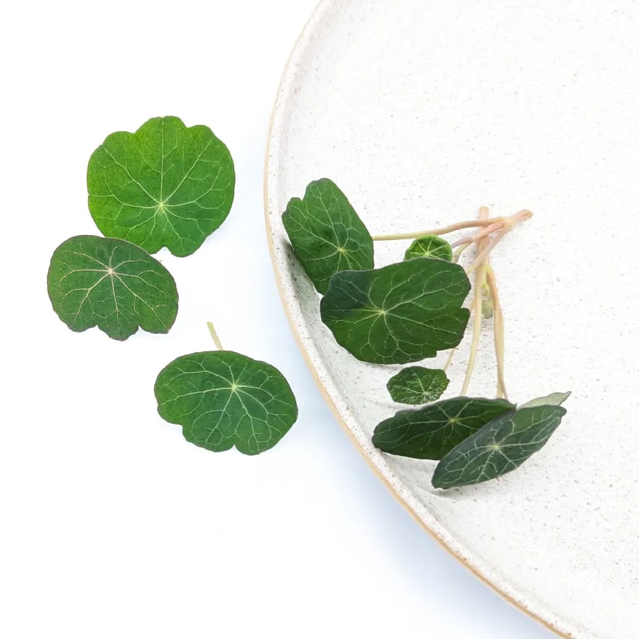 nasturtium-rs
