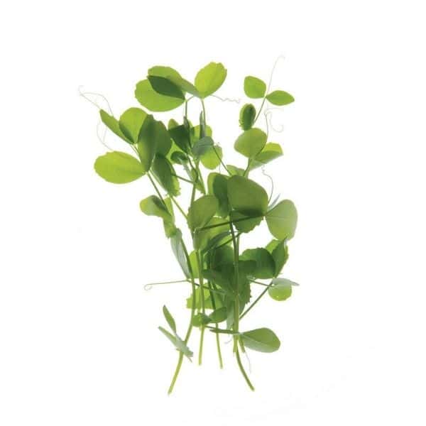 pea-shoots