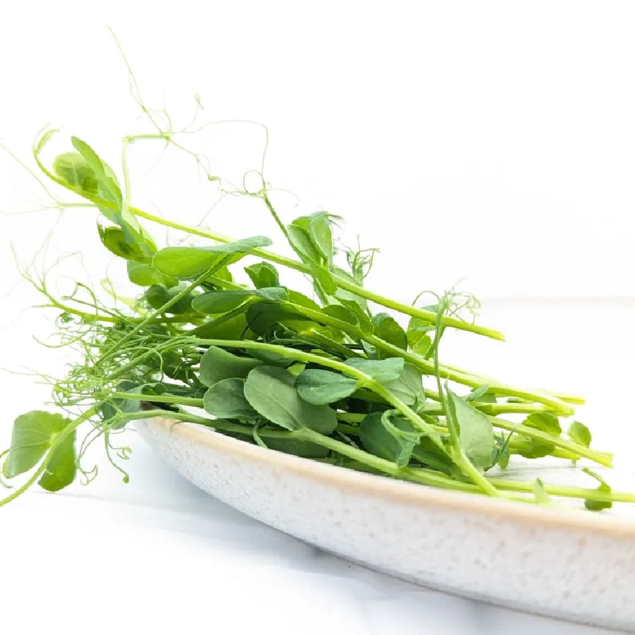 pea-tendril-rs