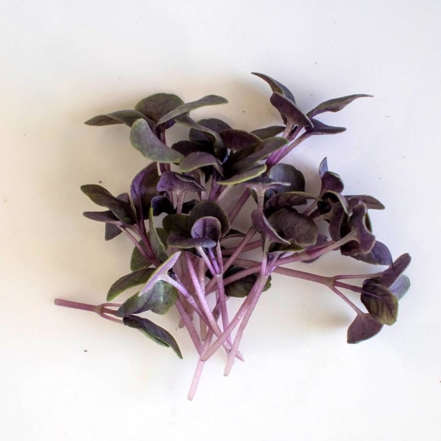 purple basil 2