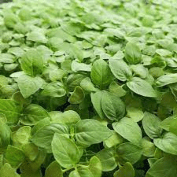thai-basil-rs